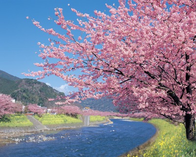 kawazusakura1.jpg