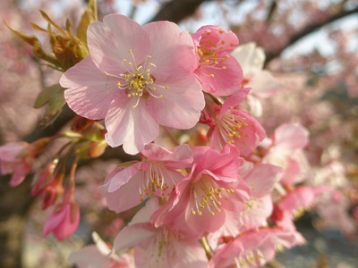 kawazusakura8.jpg