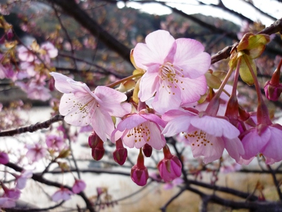 sakuraFEB26P1090590.jpg